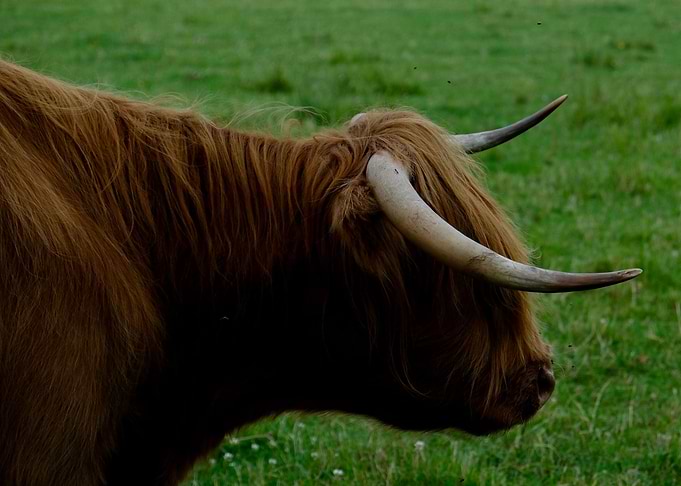 Baby Coo 2