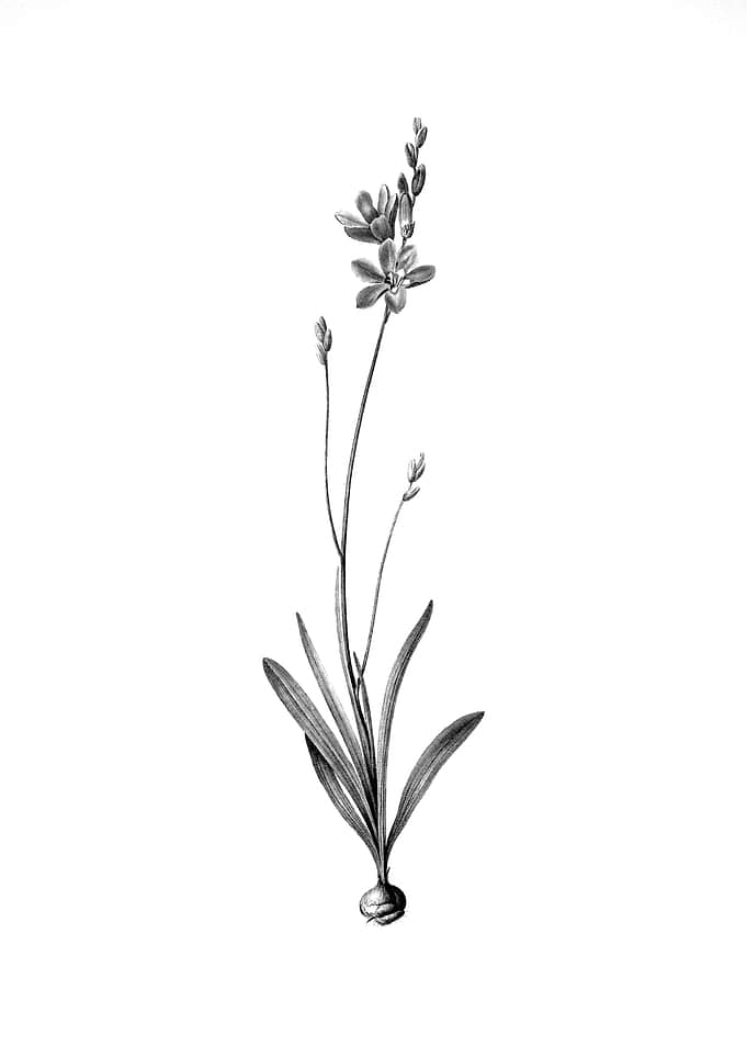 Vintage Engraved Botanical