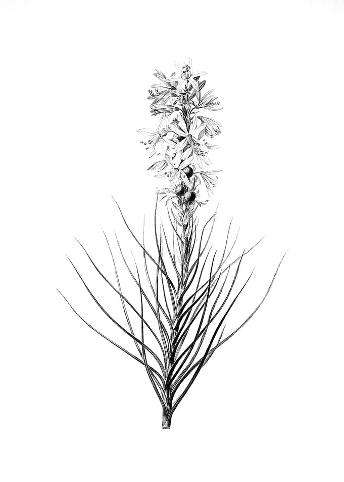 Vintage Engraved Flower
