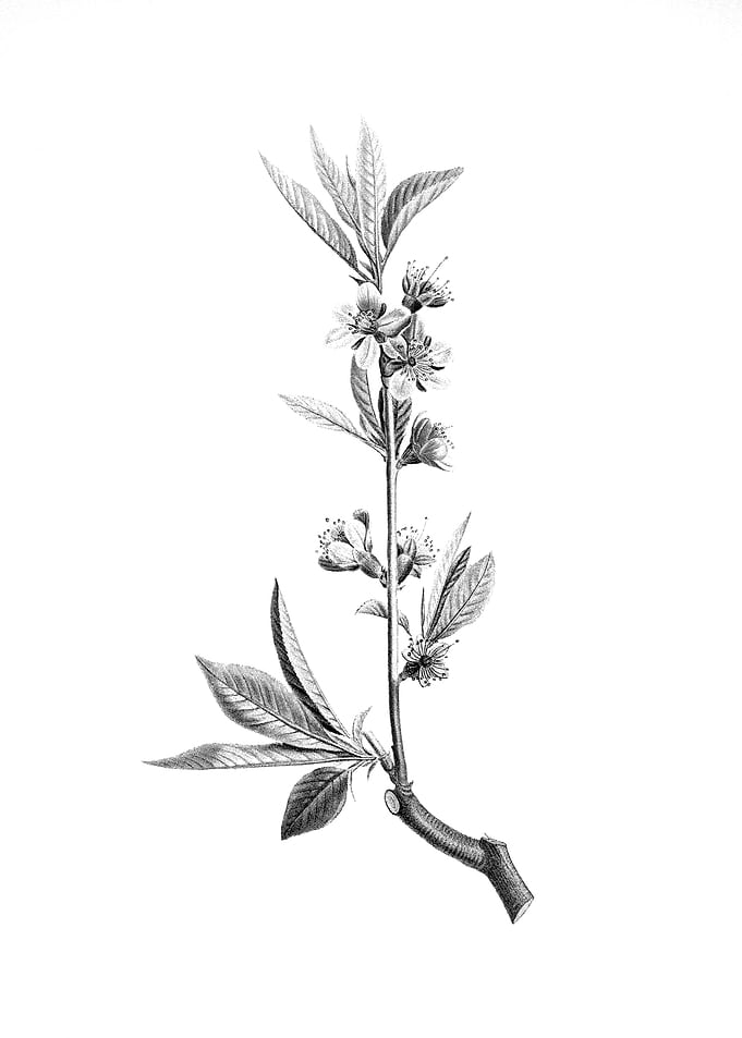 Vintage Engraved Flower
