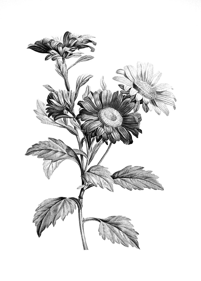 Antique Engraved Floral