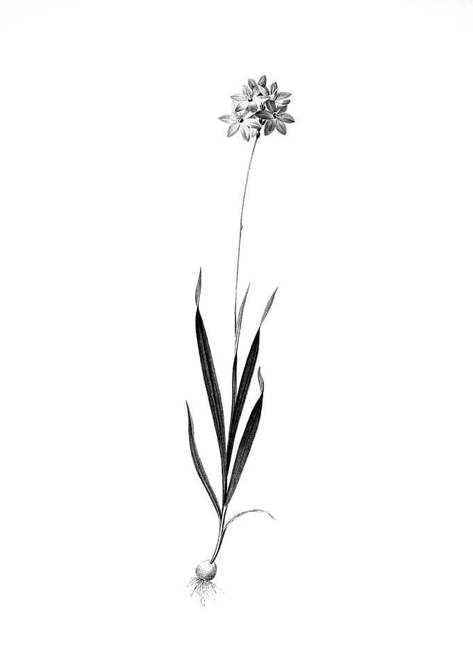Vintage Floral Engraving