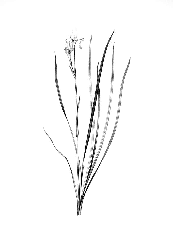 Vintage Floral Engraving