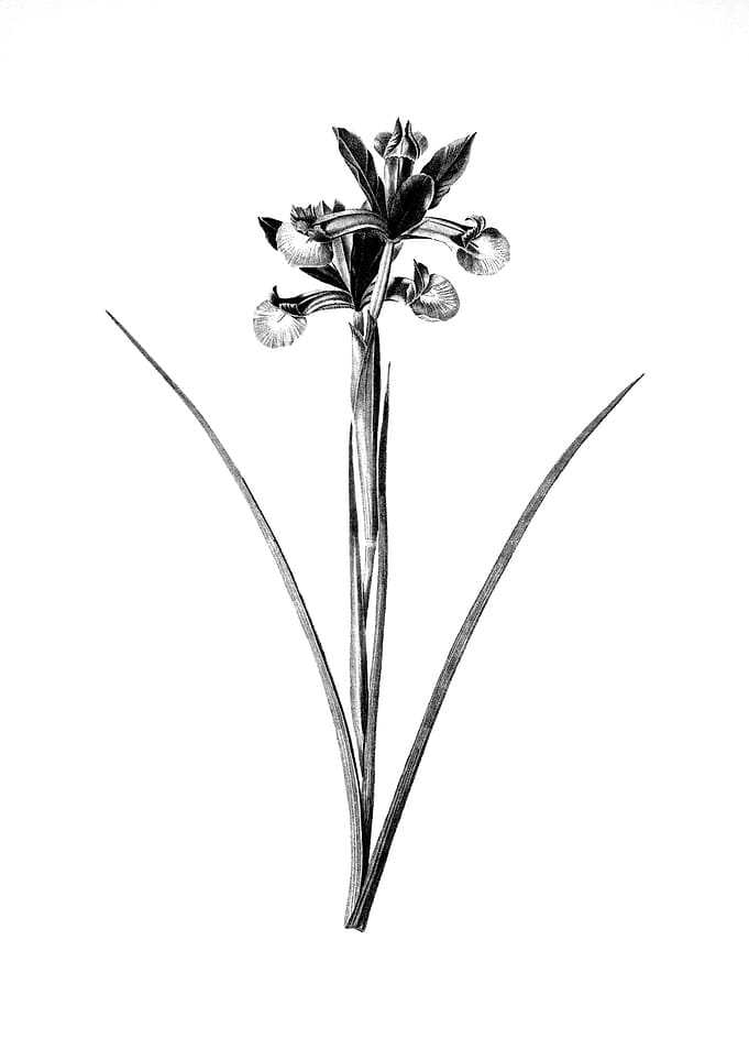Vintage Floral Engraving