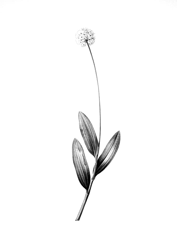 Vintage Engraved Botanical