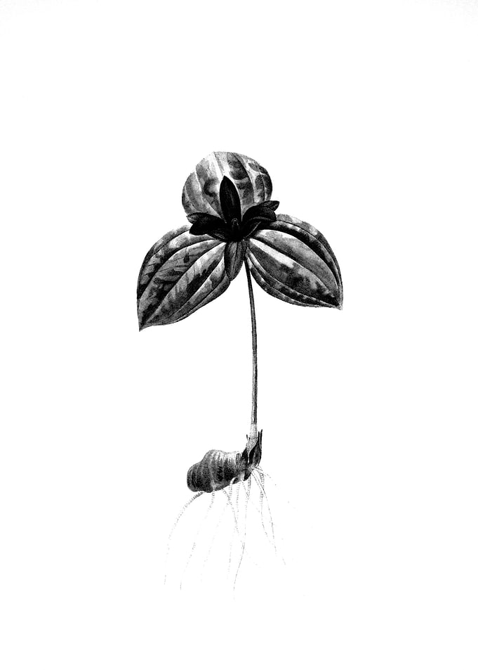 Vintage Engraved Floral