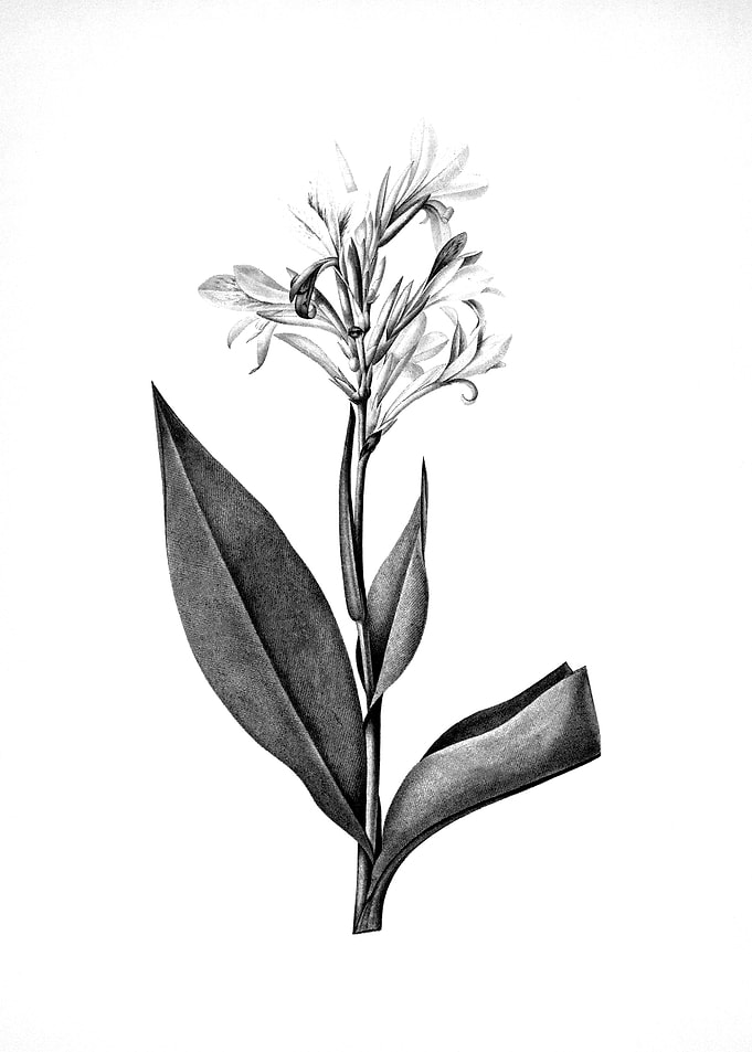 Vintage Floral Engraving