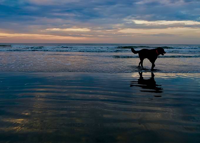 Water Dog