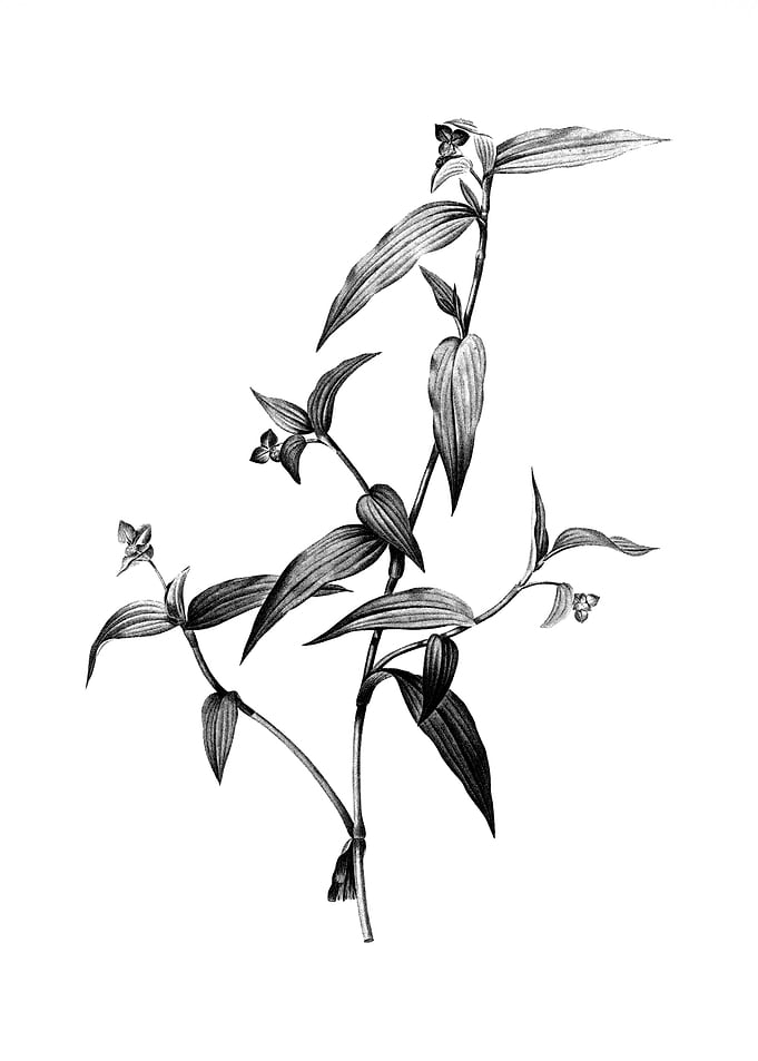 Vintage Engraved Floral