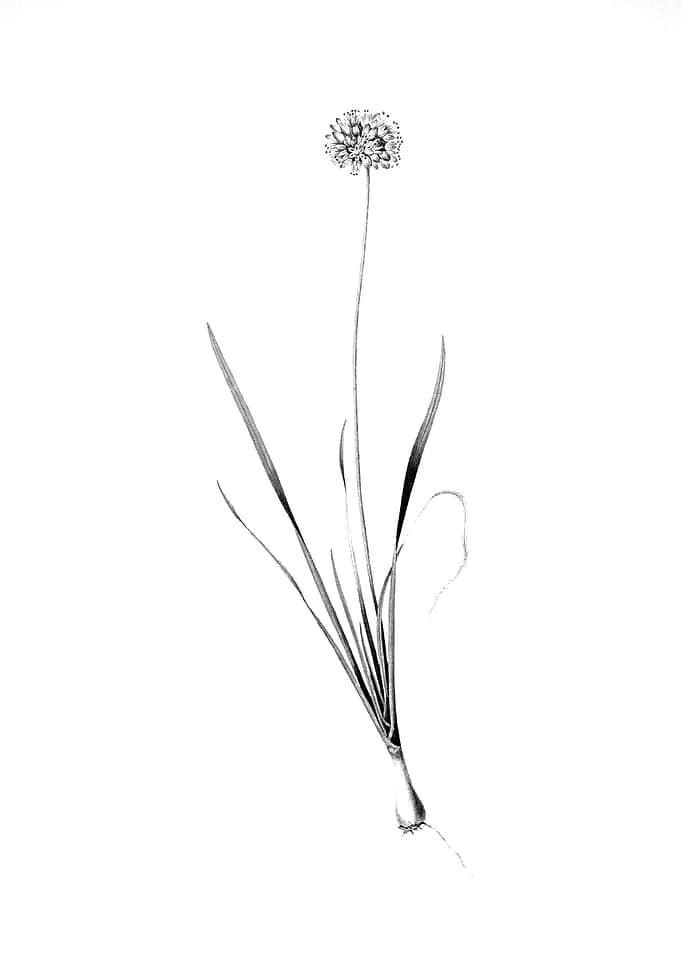 Vintage Engraved Botanical
