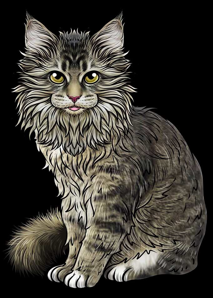 Maine Coon
