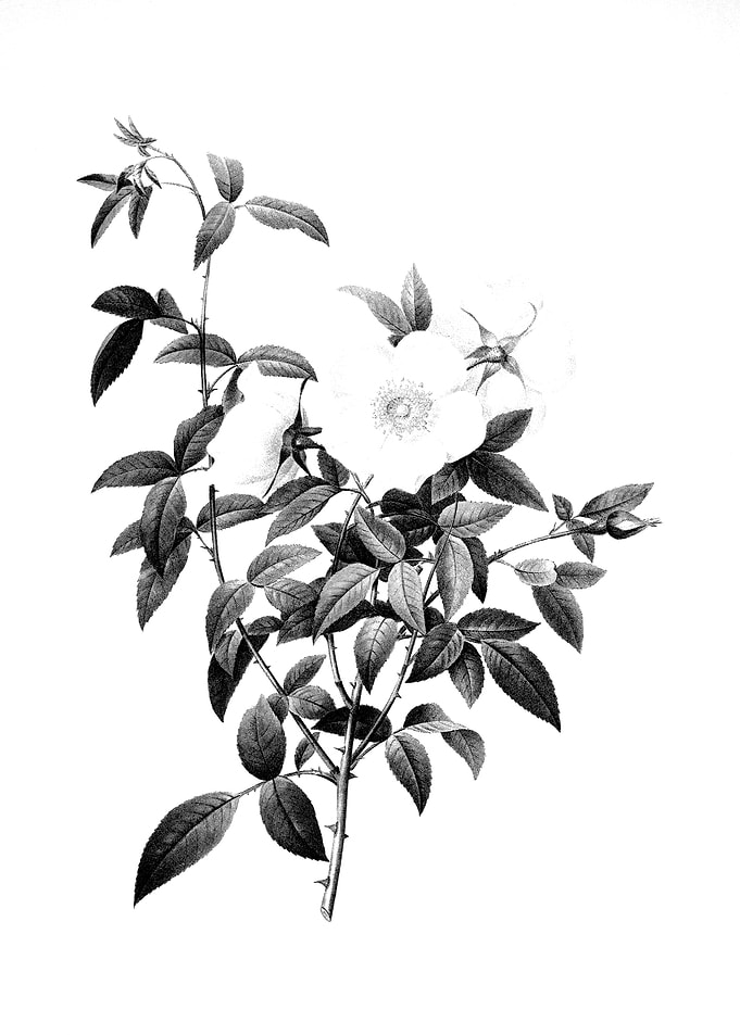 Vintage Floral Engraving