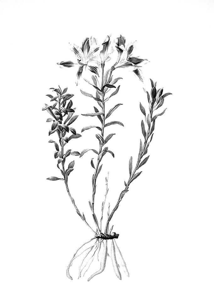 Vintage Engraved Botanical