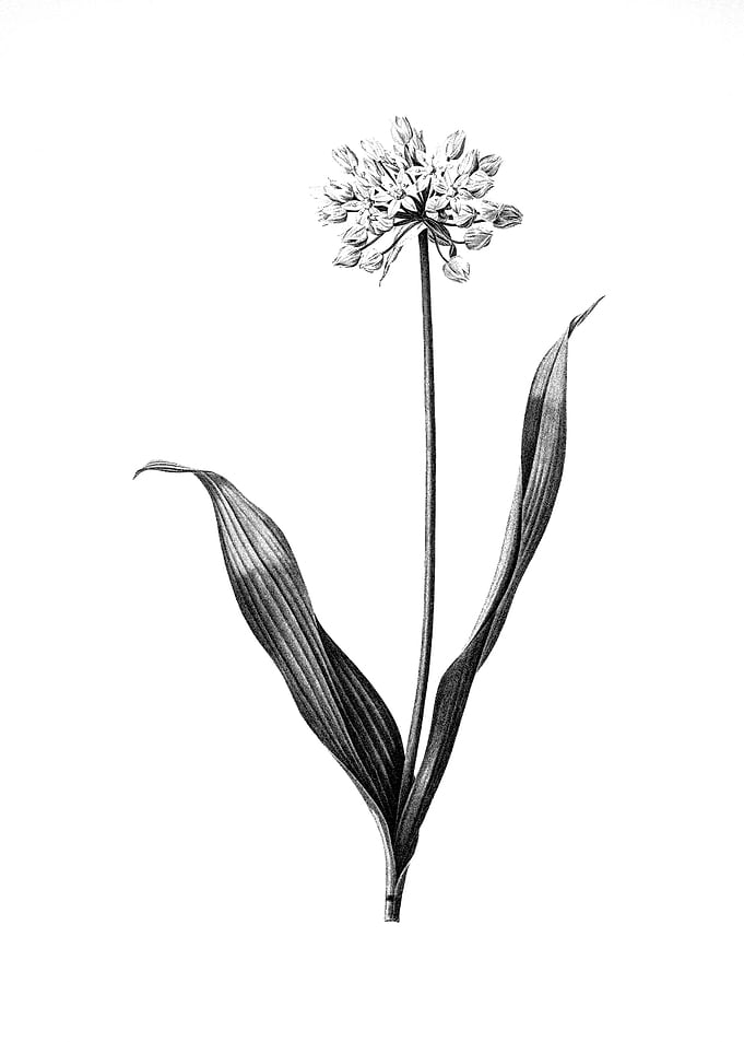 Vintage Floral Engraving