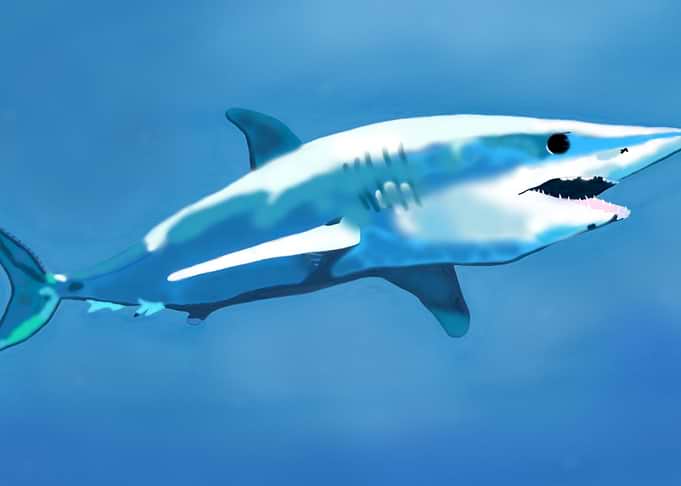 Majestic Mako