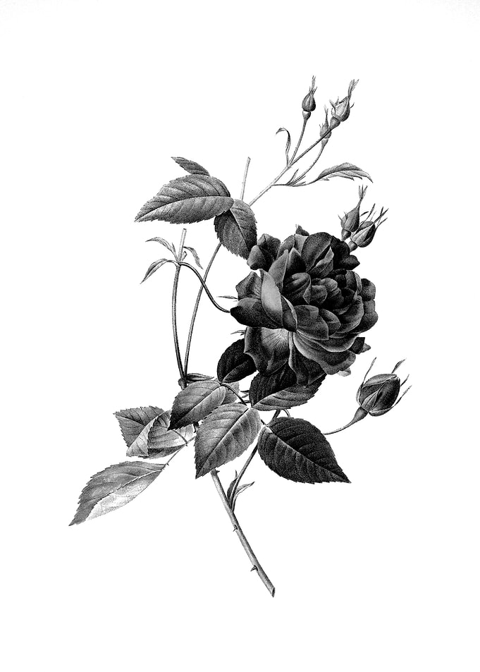 Vintage Engraved Botanical
