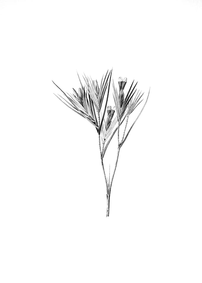 Vintage Floral Engraving