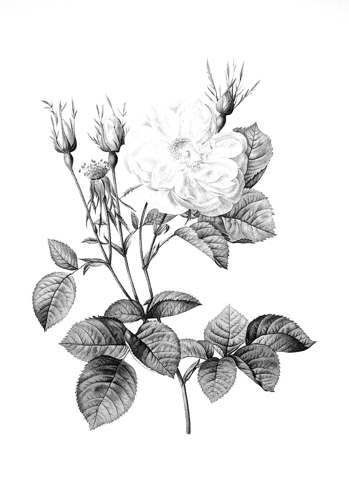 Vintage Floral Engraving