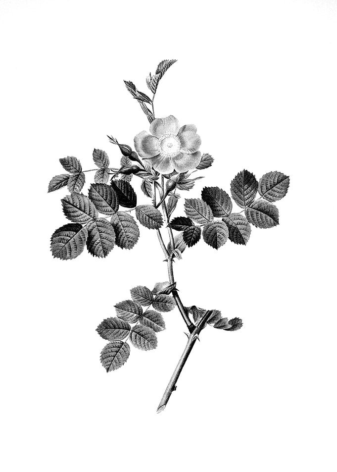 Vintage Engraved Flower