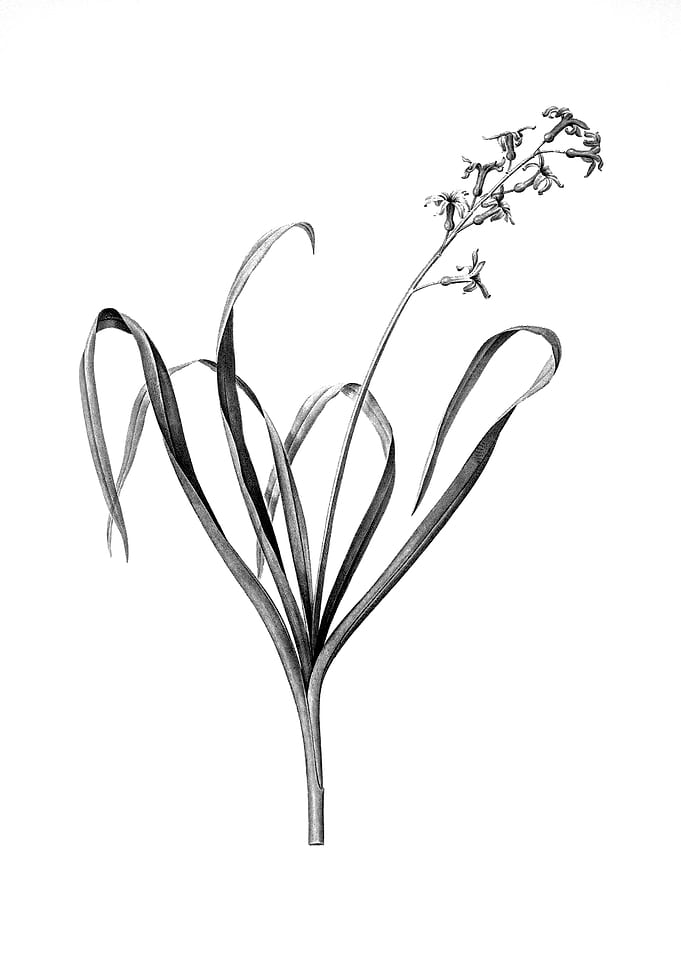 Vintage Floral Engraving