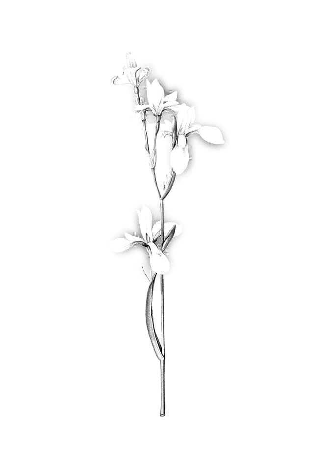 Vintage Floral Engraving