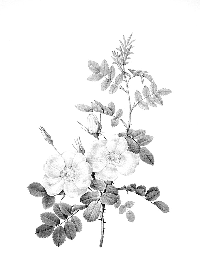 Vintage Engraved Flower