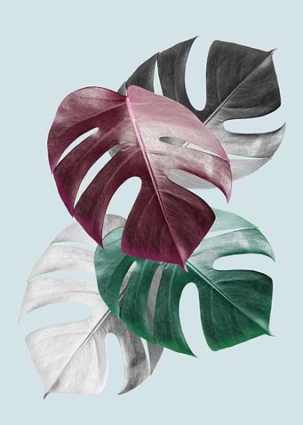 Tropical leaves