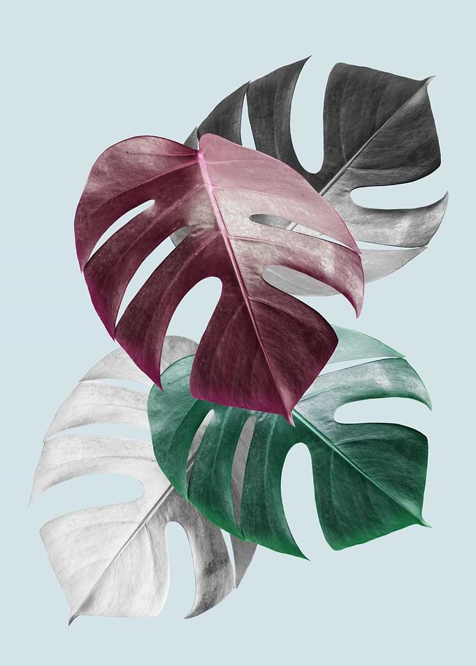 Tropical leaves