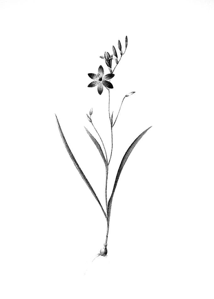 Vintage Engraved Floral