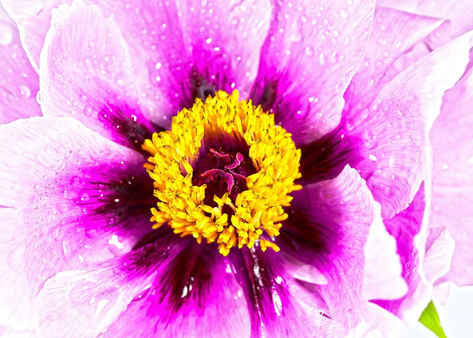 Peony Lilac Blossom