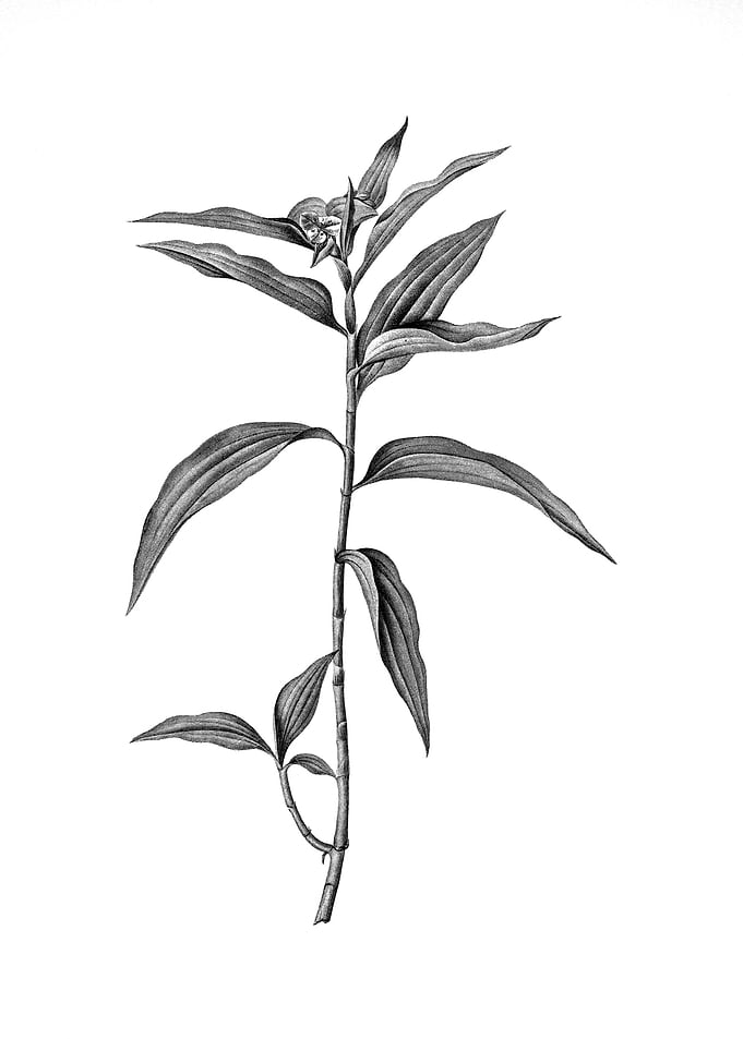 Antique Engraved Floral