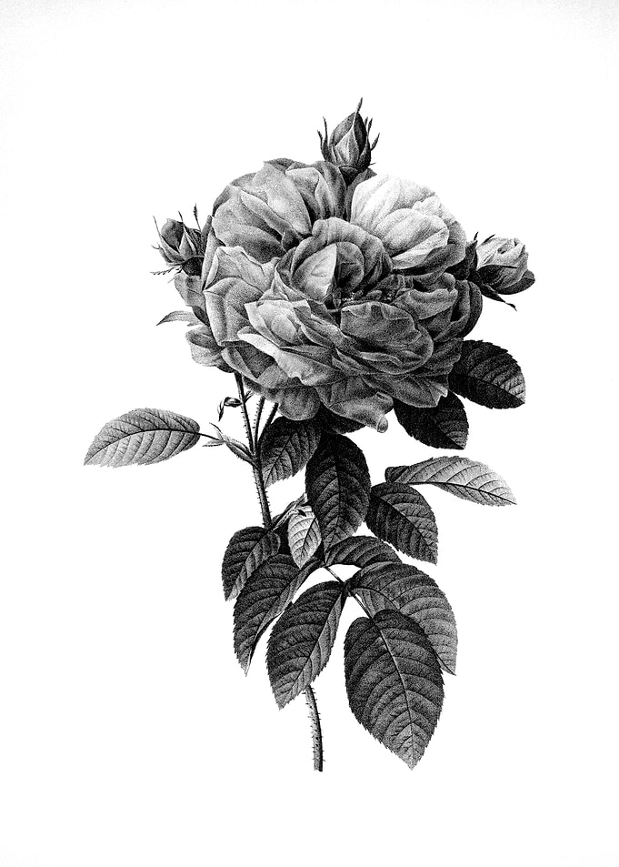 Vintage Engraved Botanical