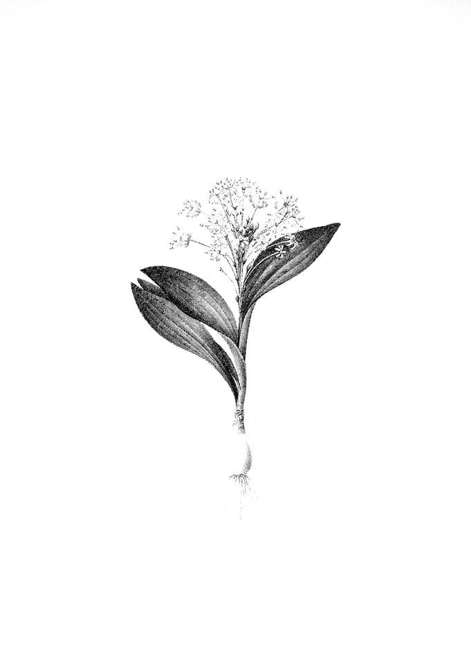 Vintage Engraved Botanical