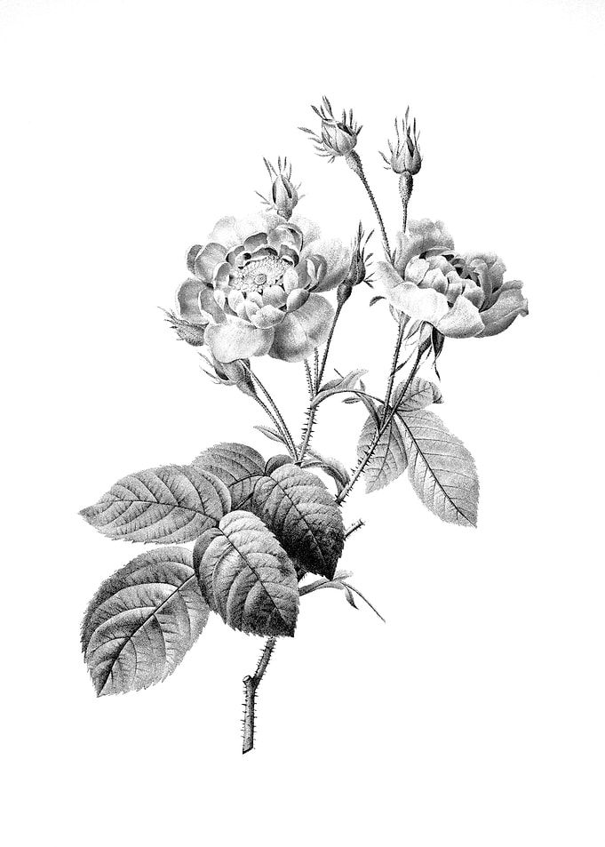 Vintage Engraved Botanical