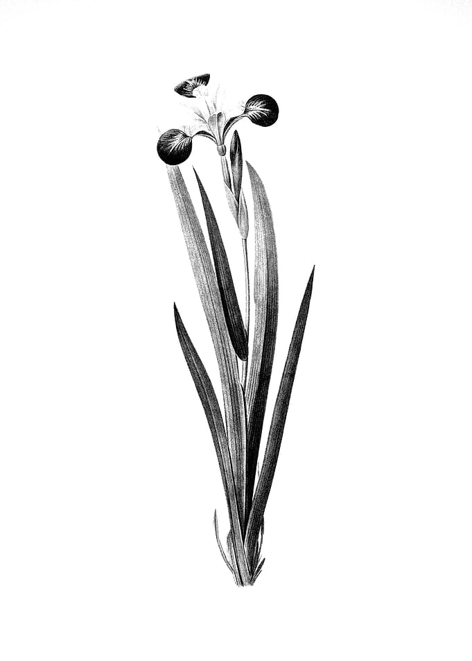 Vintage Floral Engraving