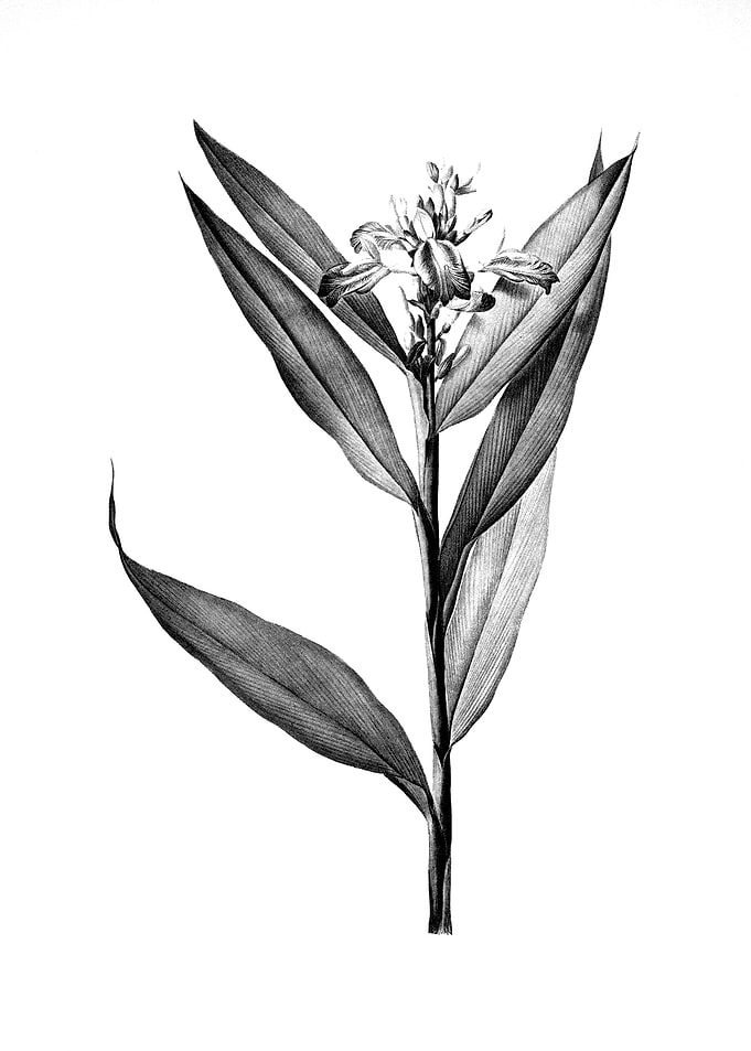 Vintage Floral Engraving