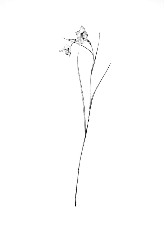 Vintage Floral Engraving