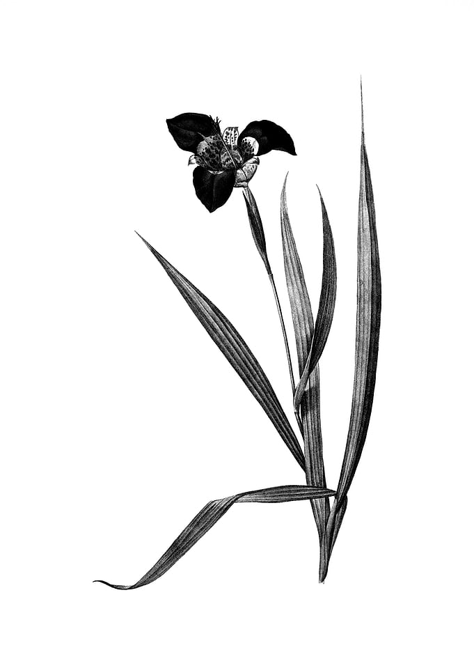 Vintage Engraved Floral