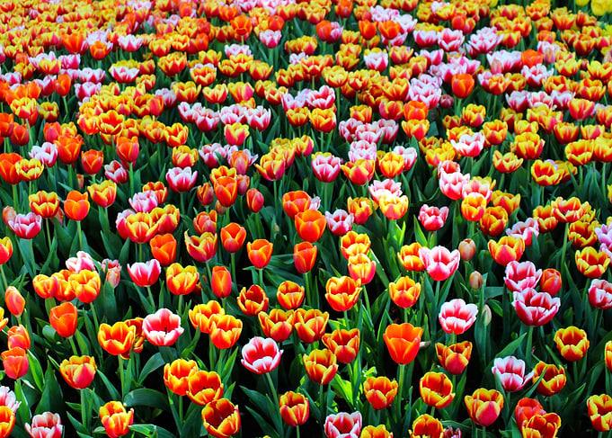 Field Of Tulips