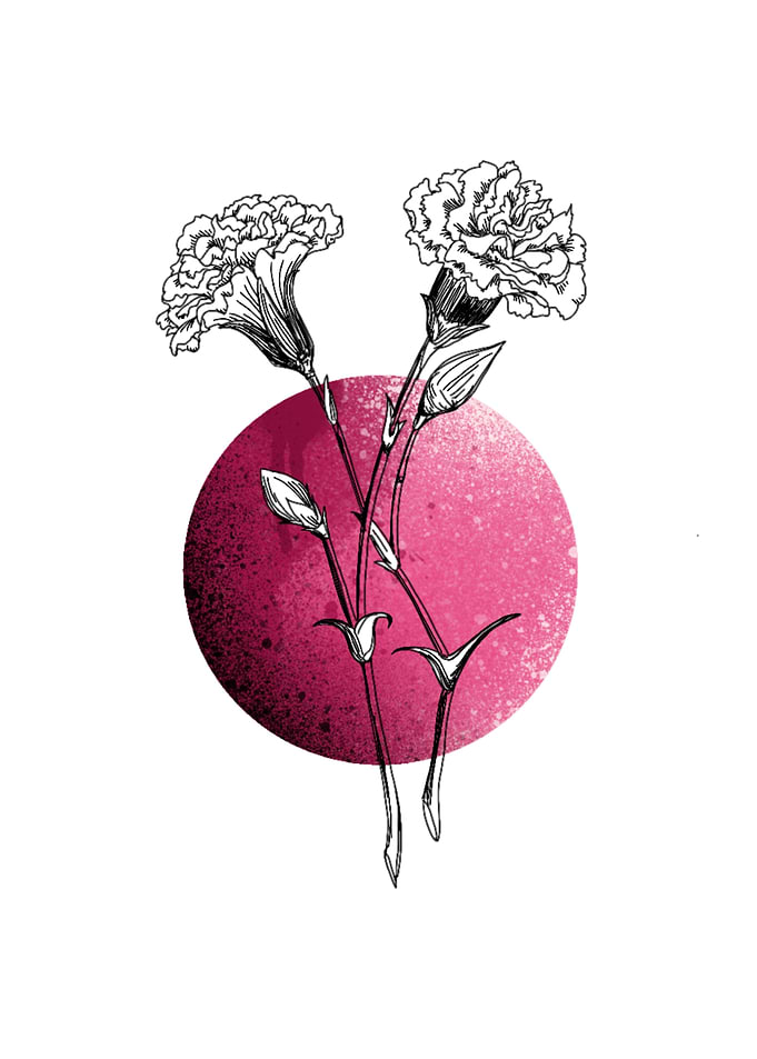 Carnation in Pink