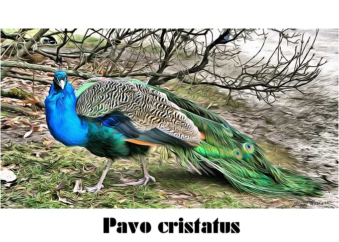 Pavo cristatus
