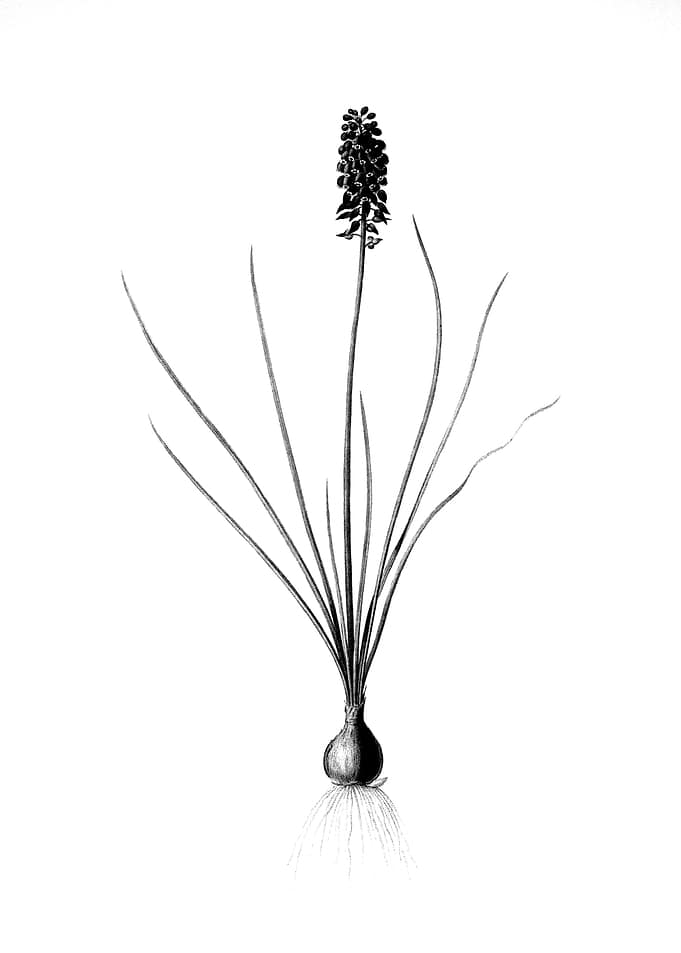 Vintage Floral Engraving