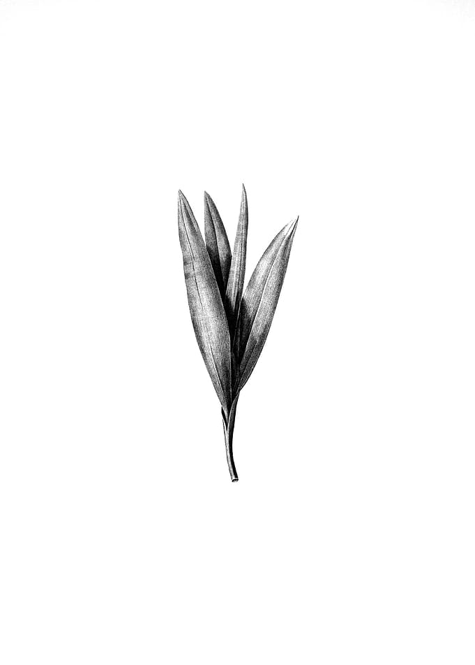 Vintage Floral Engraving