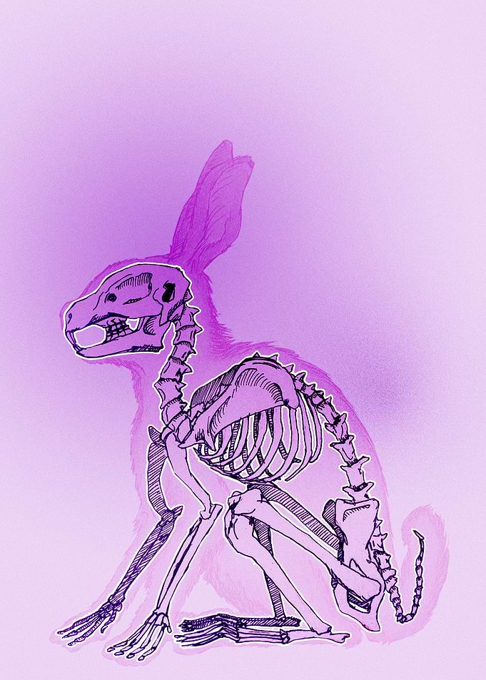 Pink rabbit skeleton