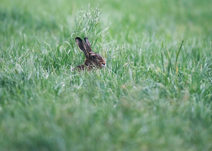 Hare in Meadow