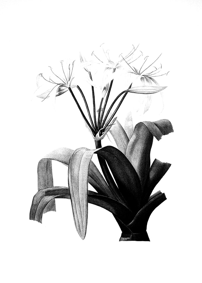 Antique Engraved Floral