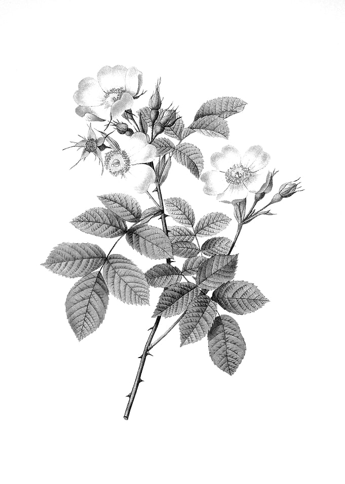 Vintage Floral Engraving
