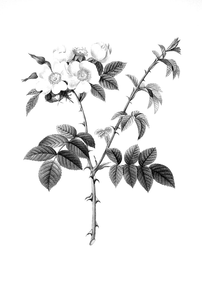 Vintage Floral Engraving