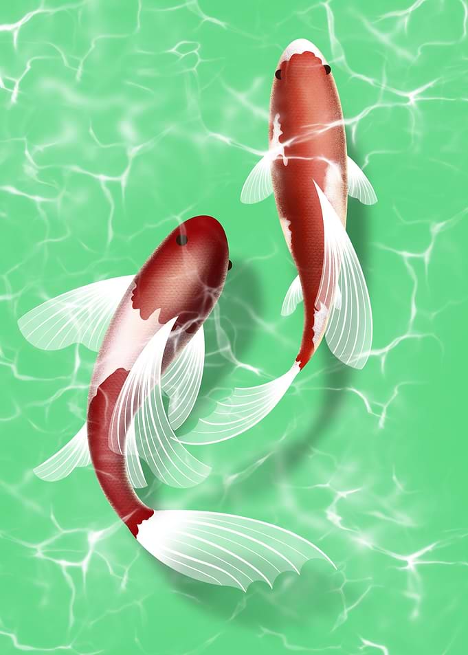 Kohaku Hariwake