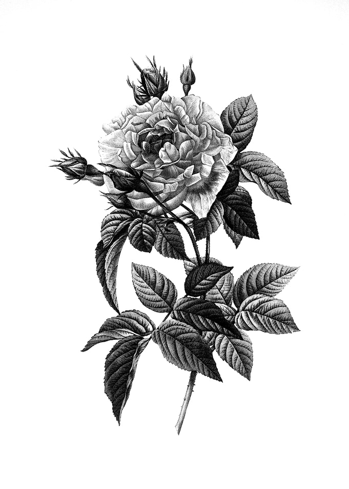 Antique Engraved Floral